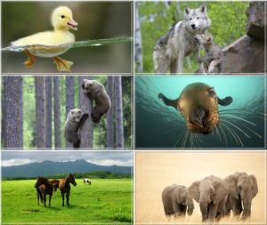 Amazing Animals Wallpapers